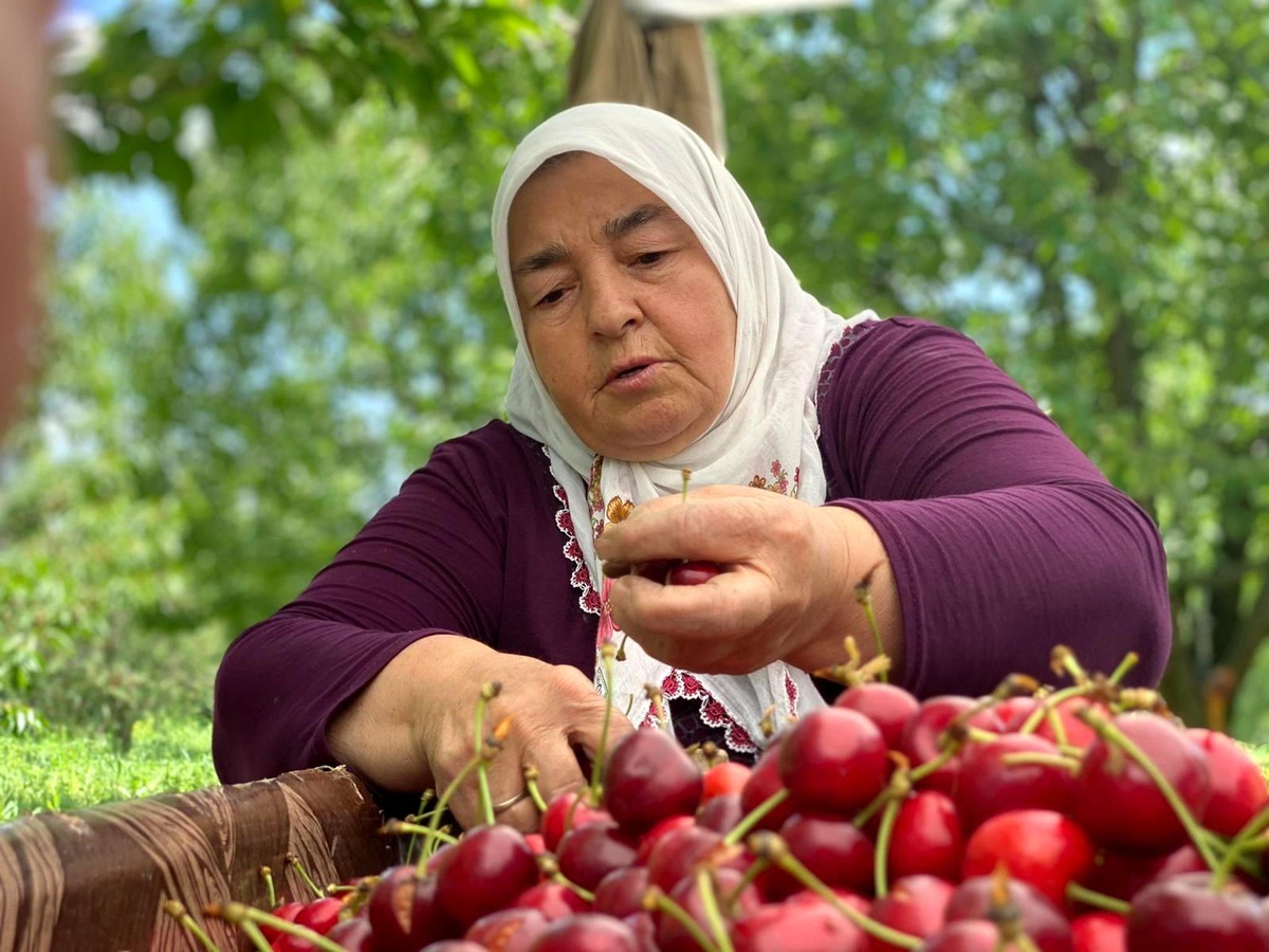 Ünlü Sultandağı kirazını bu yıl zamansız yağmurları vurdu