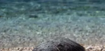 Vücuduna halat dolanan caretta caretta ölü bulundu
