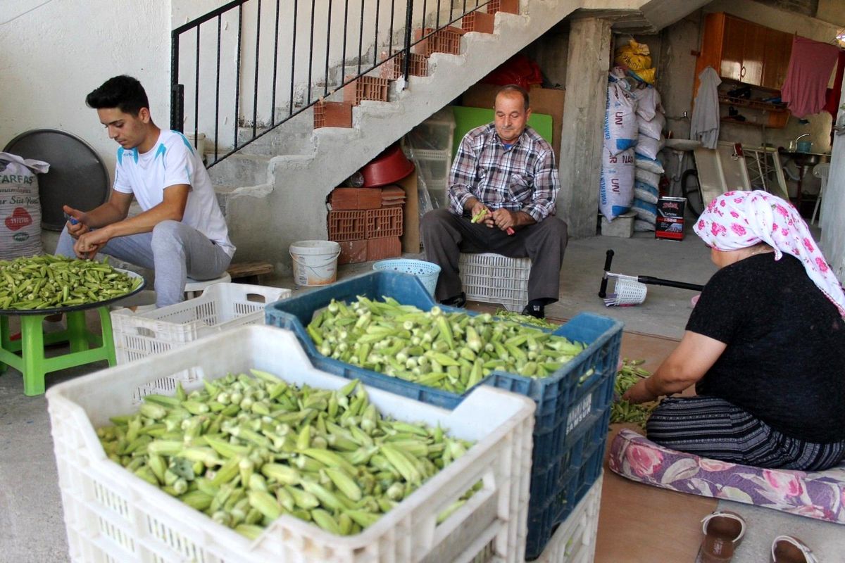 Aydın\'da bamya hasadı ile birlikte kesicilerin yoğun mesaisi başladı
