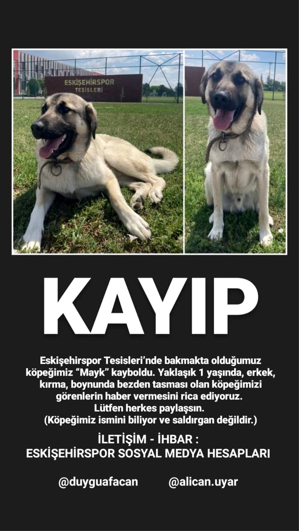 Eskişehirspor\'un köpeği kayboldu