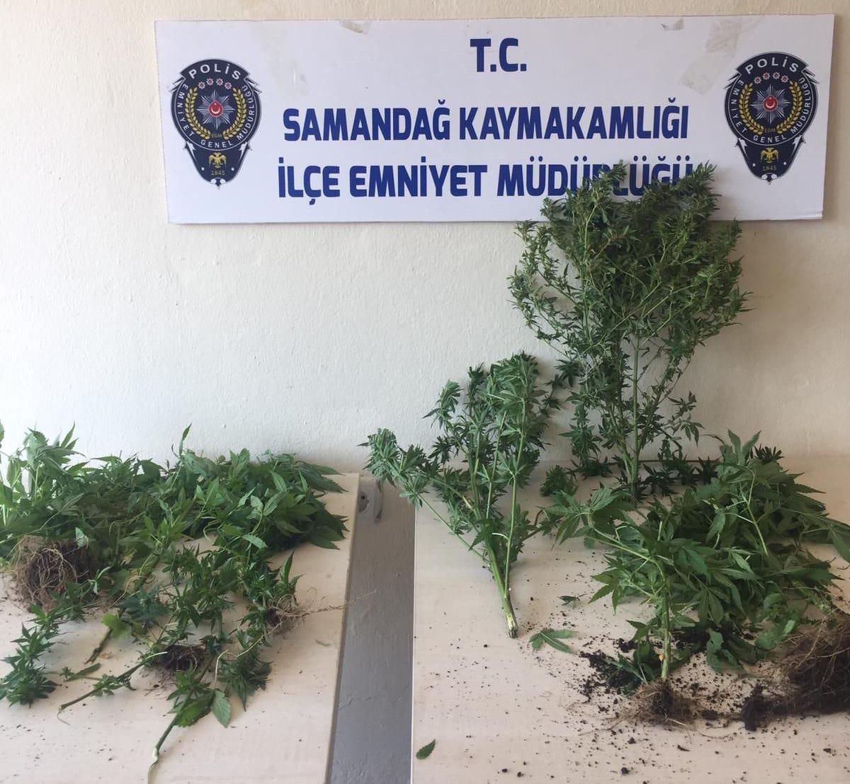 Hatay\'da balkonunda yetiştirdiği kenevirleri havalandırmaya saklayan kişi yakalandı