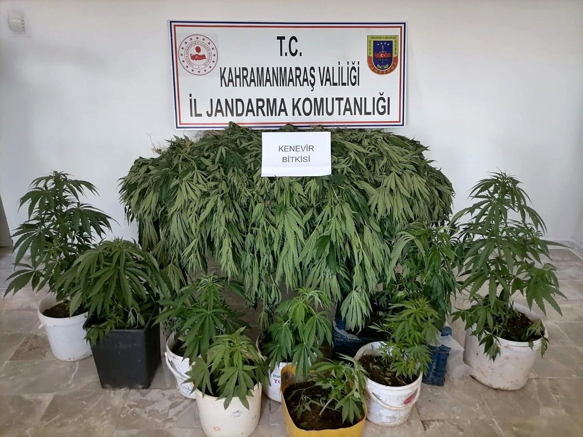 Kahramanmaraş\'ta 422 kök Hint keneviri ele geçirildi