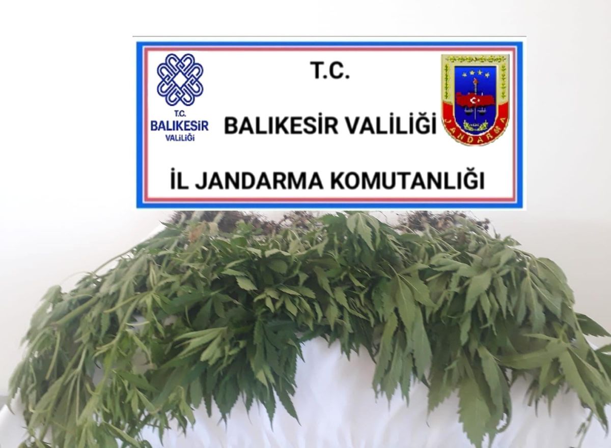Karesi\'de ormanlık alanda kenevir yetiştiren 2 şüpheli yakalandı