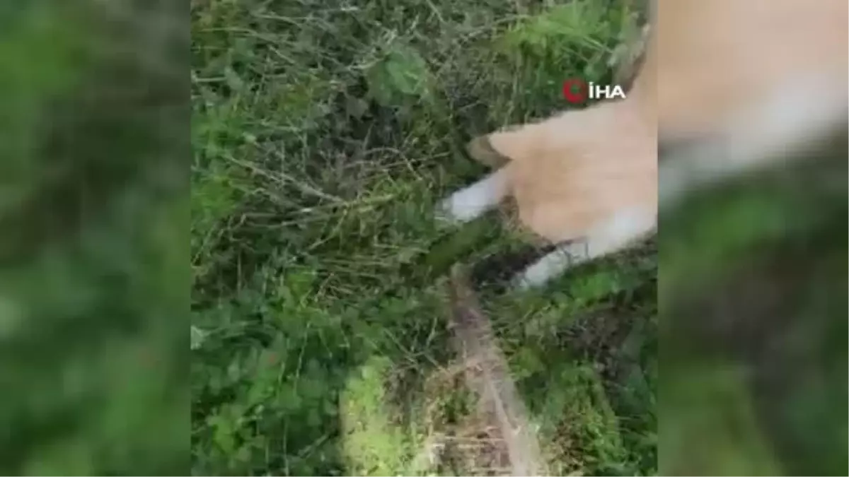 Kedilerinin oynadığı yeşil kertenkeleyi görünce ne yapacaklarını şaşırdılar