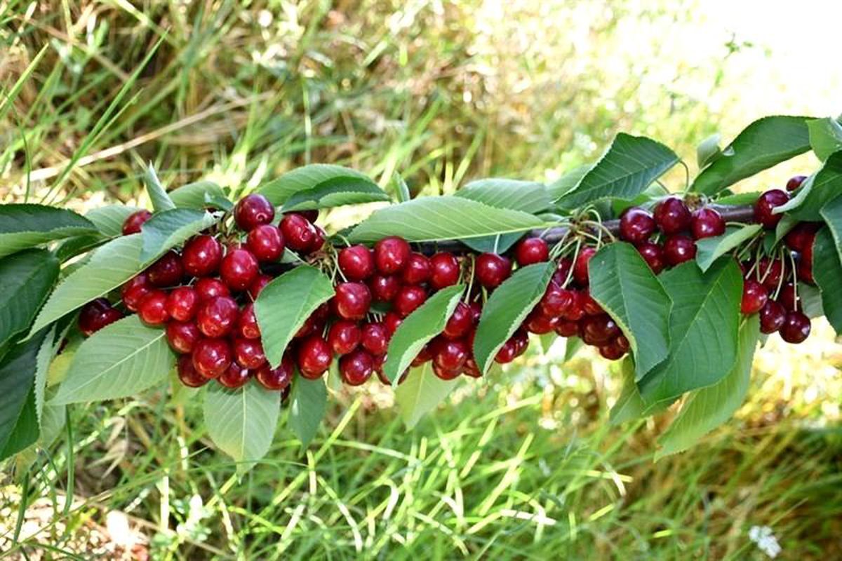 Kirazlı\'da kiraz hasadı