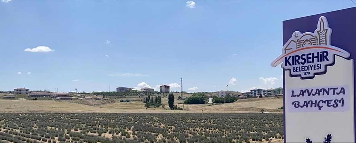 Kırşehir\'de lavanta şöleni düzenlenecek