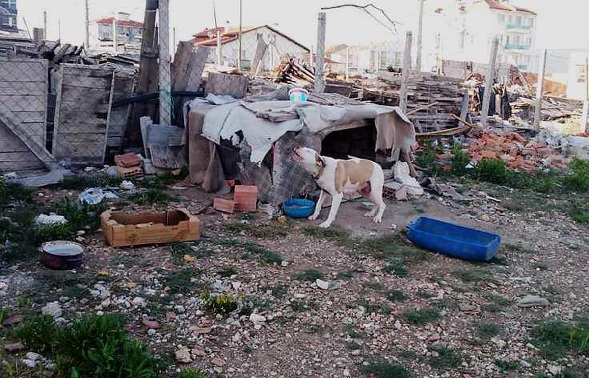 Kütahya\'da "tehlikeli ırklardan" 2 köpek ve yavruları koruma altına alındı