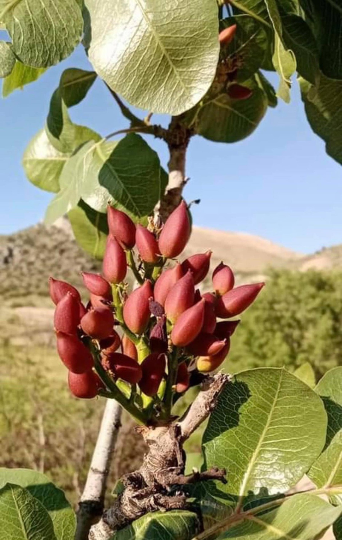 Nallıhan\'da çitlenbik ağaçlarına Antep fıstığı aşılanıyor
