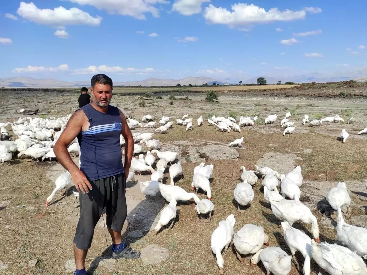 Pandemiyi fırsata çeviren işletme sahibi kaz çiftliği açtı