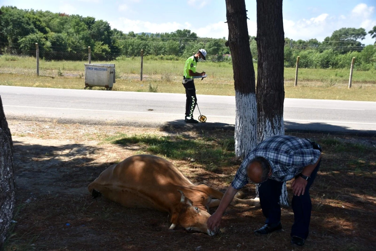 Sinop\'ta otomobilin çarptığı inek telef oldu