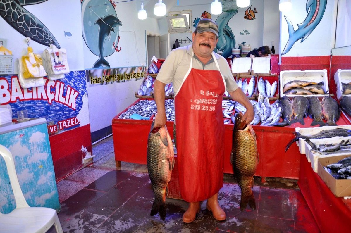 Yahnilik sazan balığına yoğun ilgi
