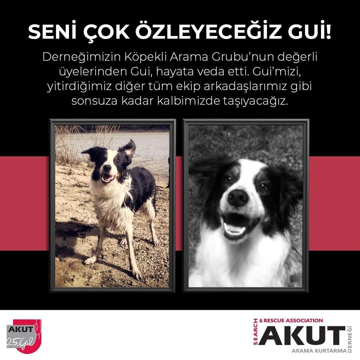 AKUT\'un emektar arama köpeği Gui hayatını kaybetti