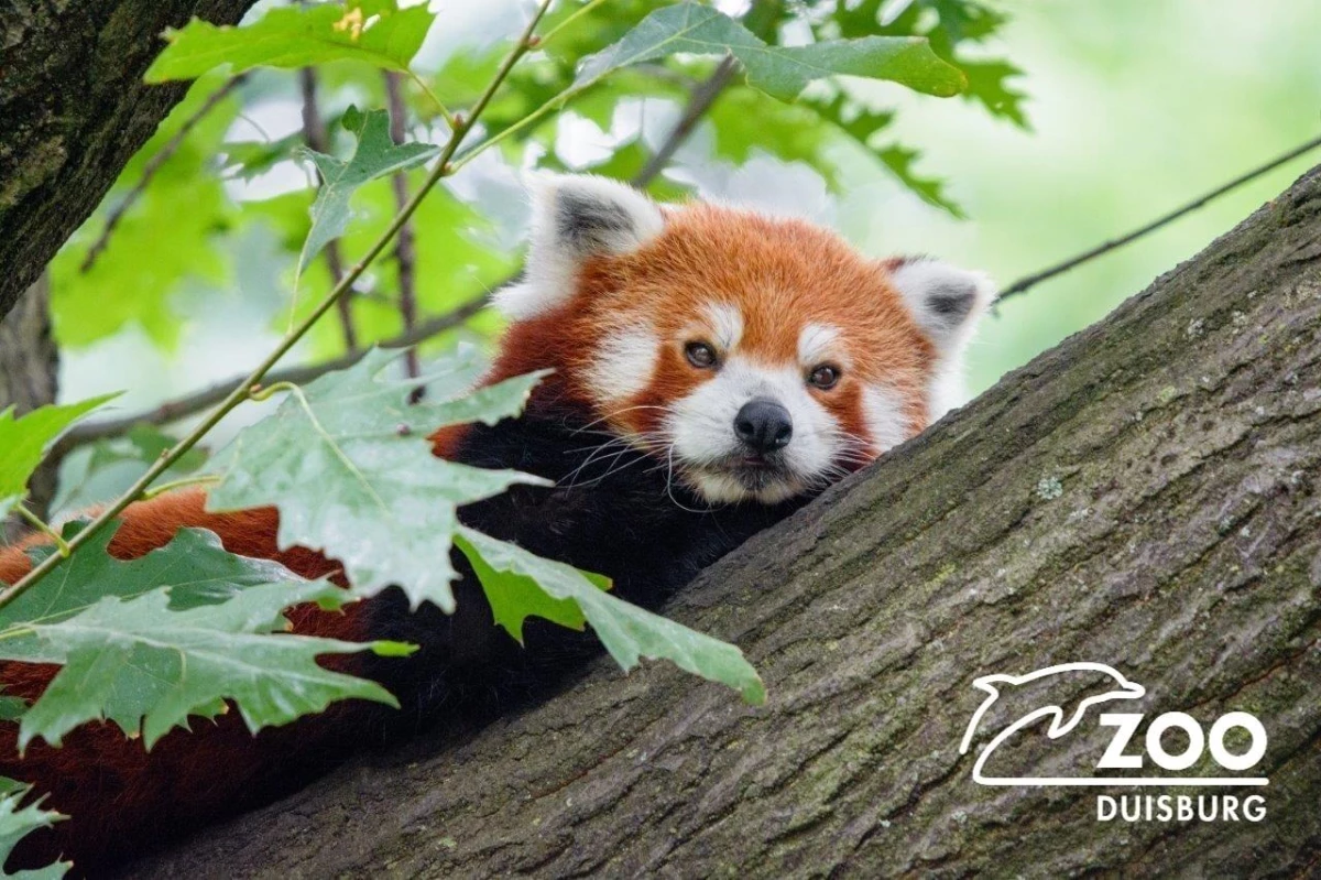 Almanya\'da hayvanat bahçesindeki panda kayıplara karıştı