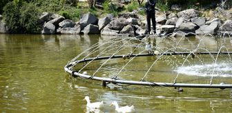 Aşırı sıcaklar Balıkesir'i bunalttı