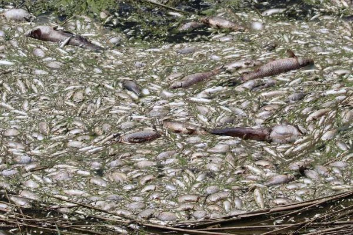 Büyük Menderes Nehri\'nde fabrikaların kimyasal atıkları binlerce balığın ölümüne neden oldu