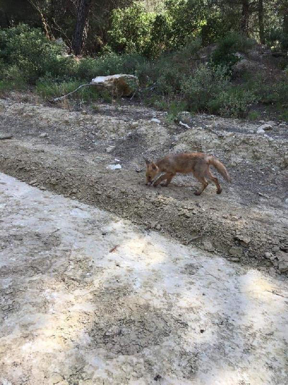 Çanakkale\'de bir süre önce korumaya alınan tilki doğaya salındı