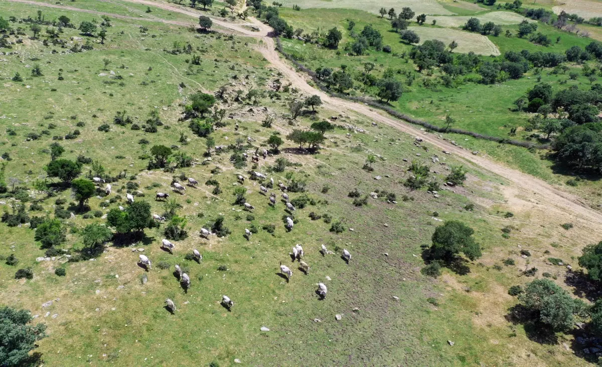 Edirne\'de genetiği koruma altındaki "boz sığır"lar için üreticiye destek