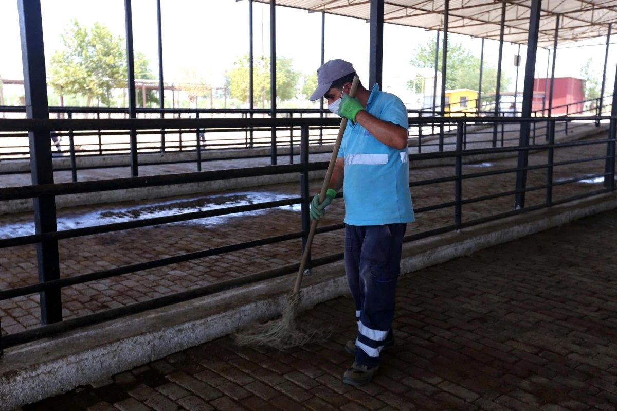 Efeler Belediyesi kurban pazarlarını bayrama hazırlıyor