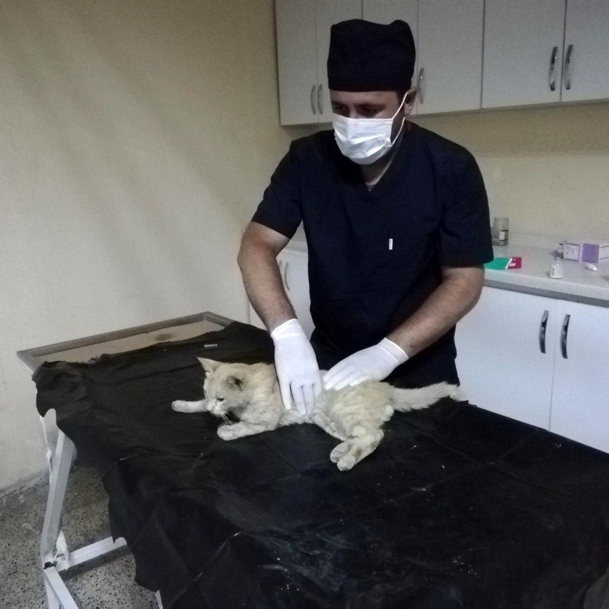 Hakkari\'de darp edilen kedi kurtarıldı