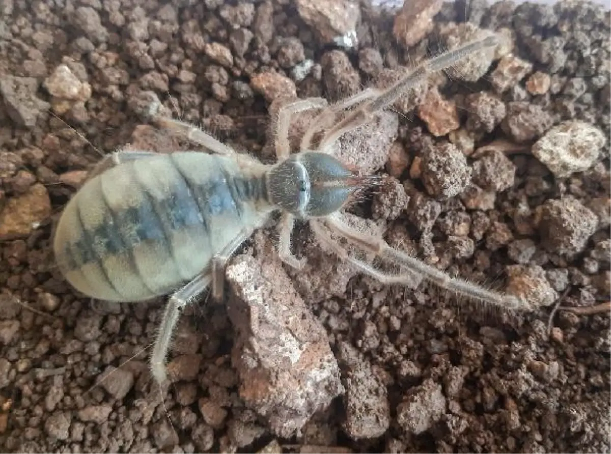 Hakkari\'de yeni böğü türü keşfedildi