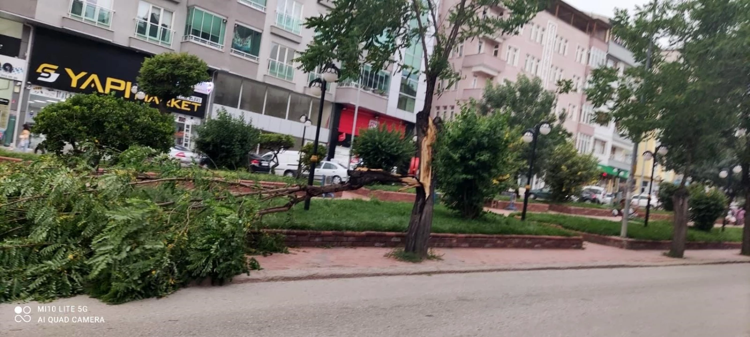 Kastamonu\'da fırtına ağaçları devirdi
