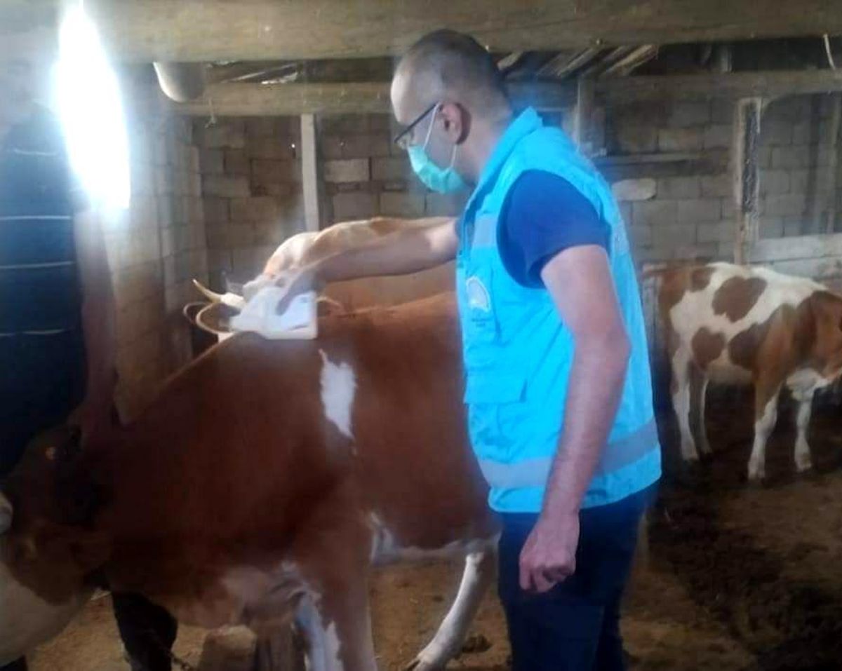 Son dakika haber! Köylerde "Kırım kongo kanamalı ateşi" aşılama çalışmaları