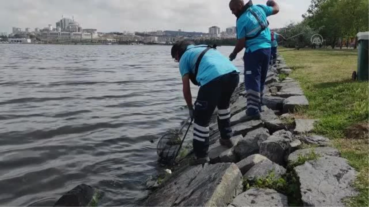 Küçükçekmece Gölü\'nde kıyıya vuran ölü balıklar temizleniyor