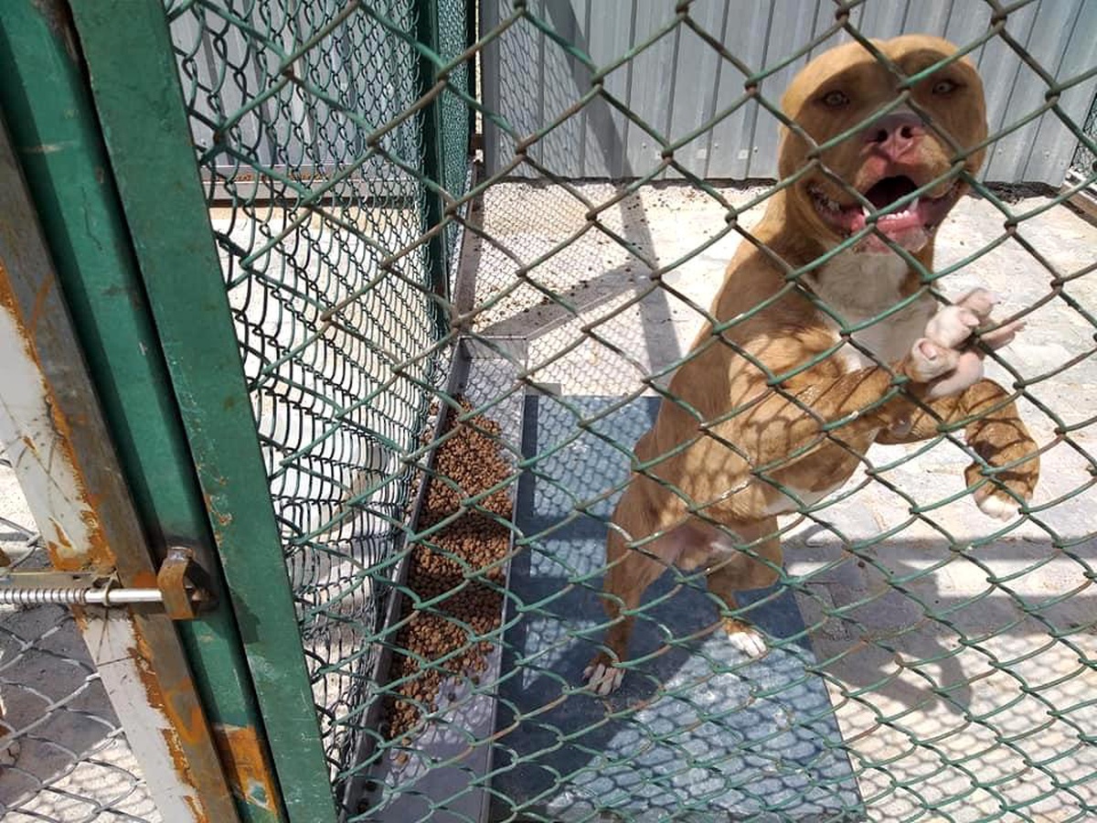 Kütahya\'da yasaklı, tehlike arz eden köpek gezdiren şahsın köpeğine el konuldu