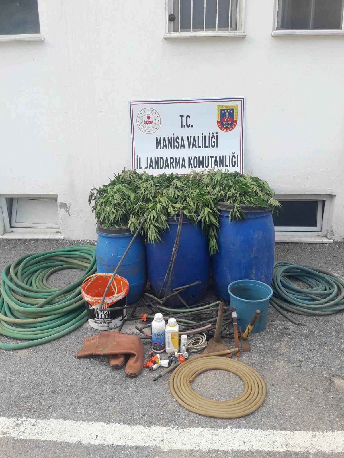 Manisa\'da 475 kök Hint keneviri ele geçirildi