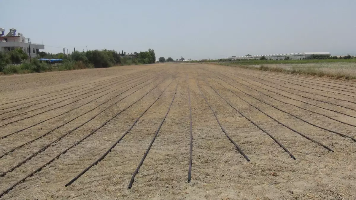 Mersin Valisi Su, Silifke\'de çeltik ekim törenine katıldı