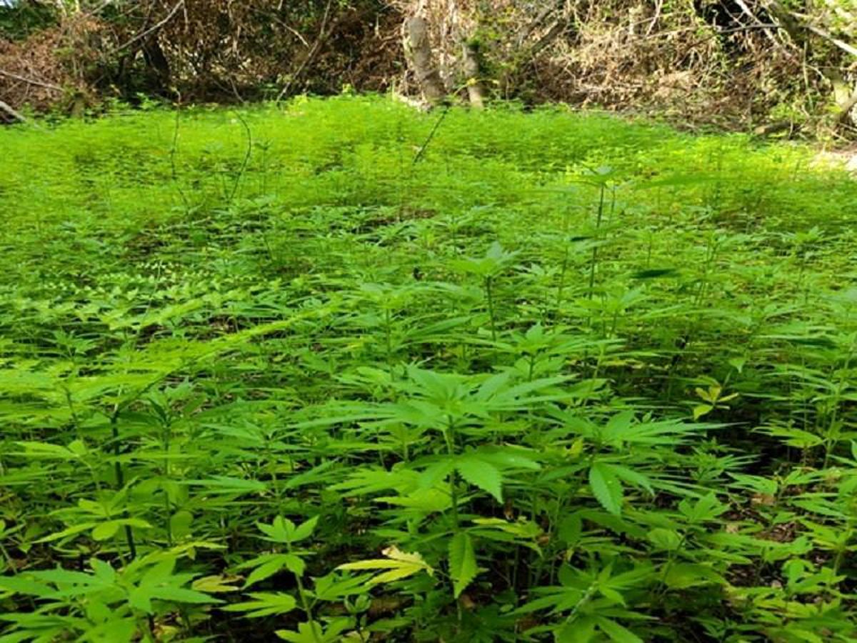 Samsun\'da 103 bin 61 kök kenevir ele geçirildi: 2 gözaltı