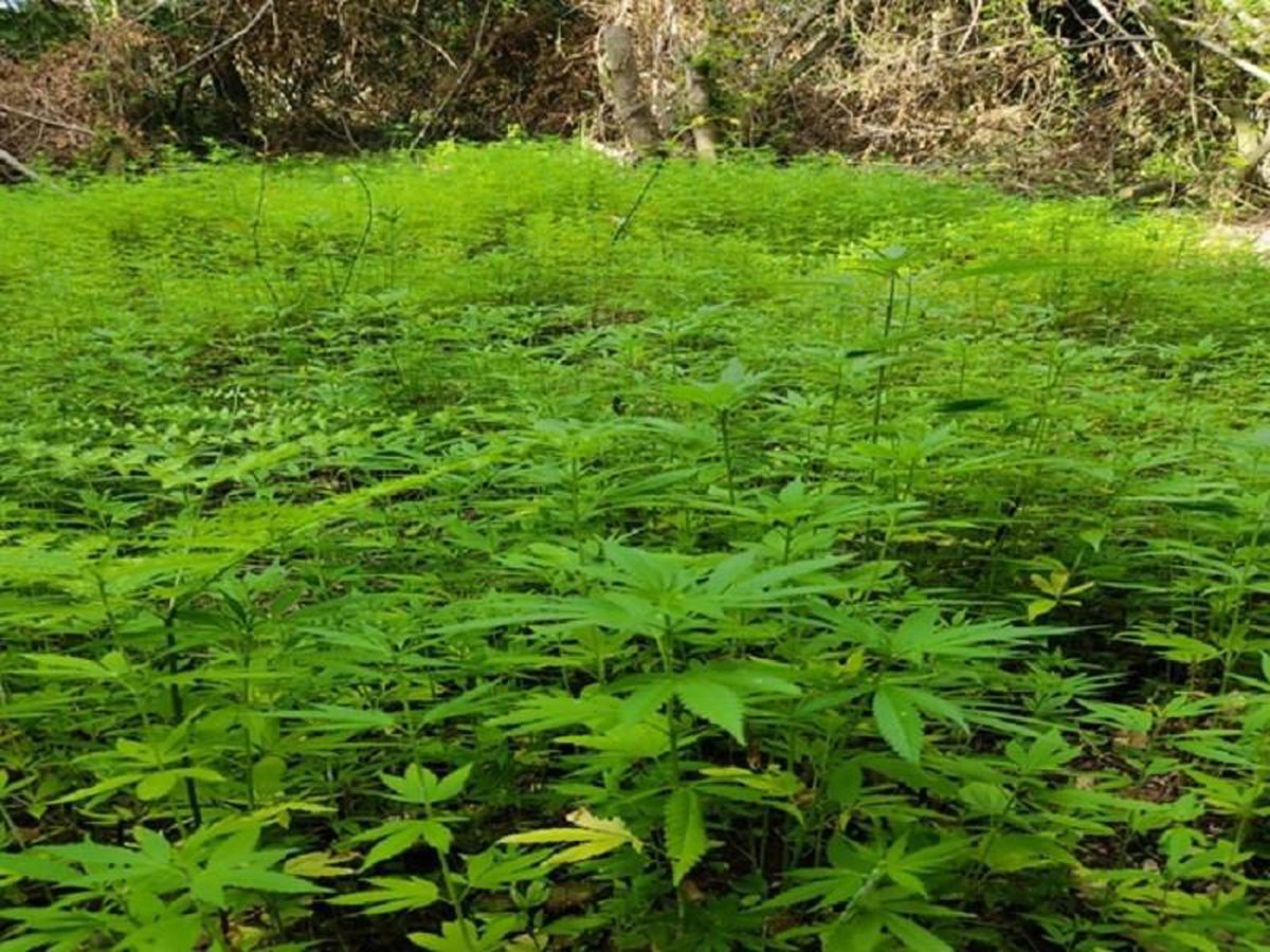 Samsun\'da ormanlık alanda ekili 103 bin 61 kök Hint keneviri ele geçirildi