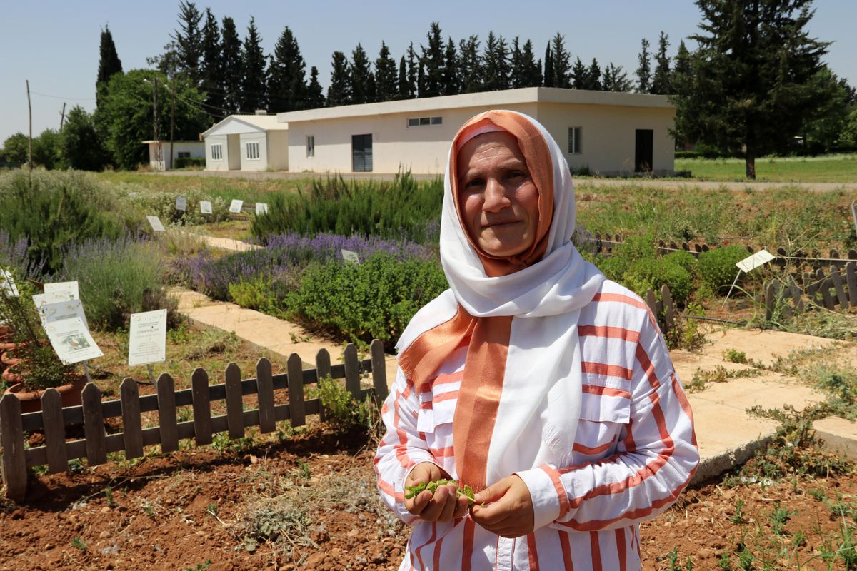 Şanlıurfa\'da çiftçilere örnek olması için üretilen tıbbi ve aromatik bitkiler raflardaki yerini aldı