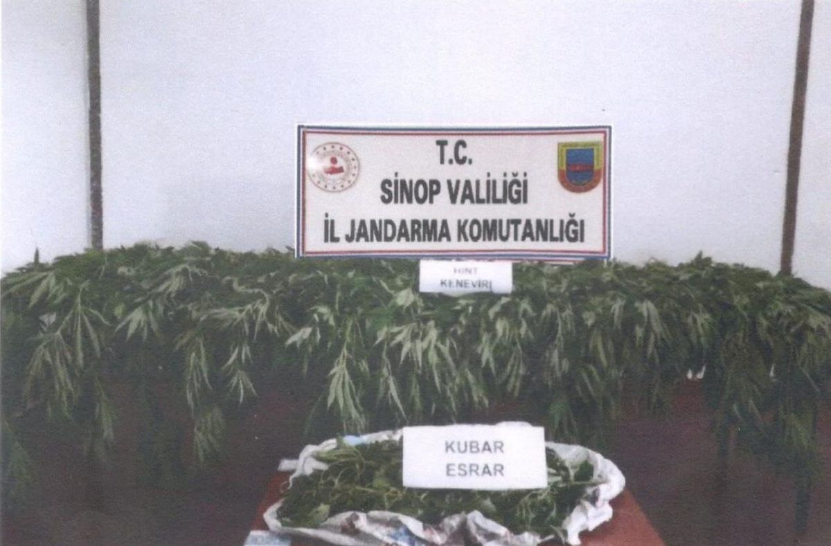Sinop\'ta 224 kök Hint keneviri ele geçirildi