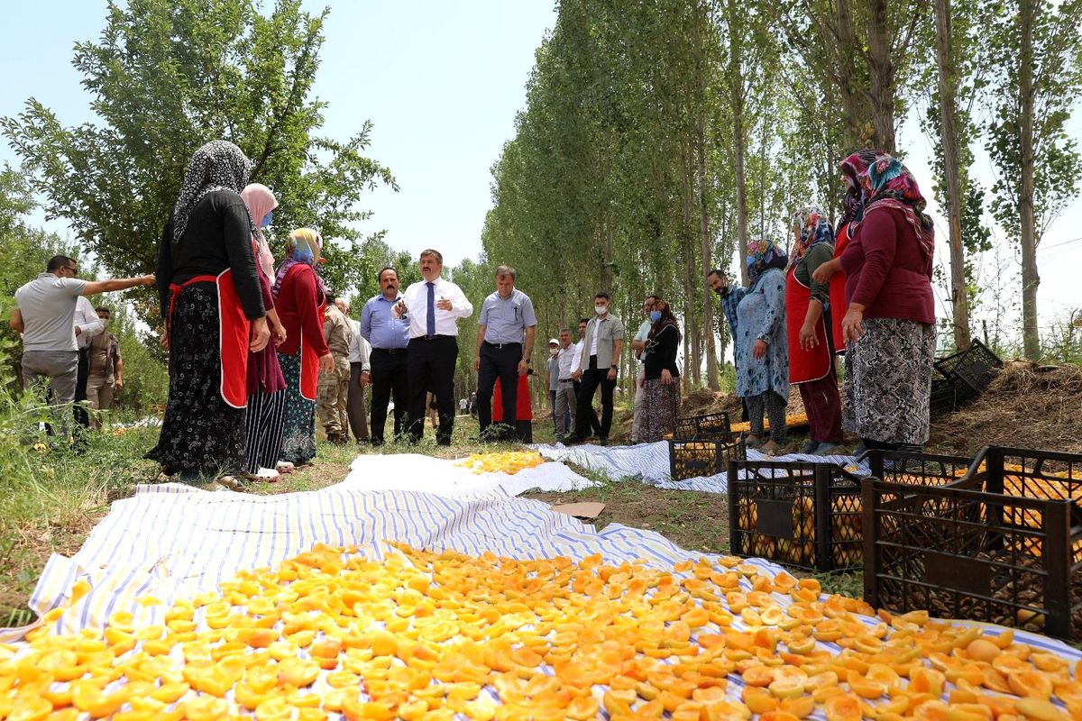 Vali Sarıibrahim kuru kayısı üretim yerini ziyaret etti