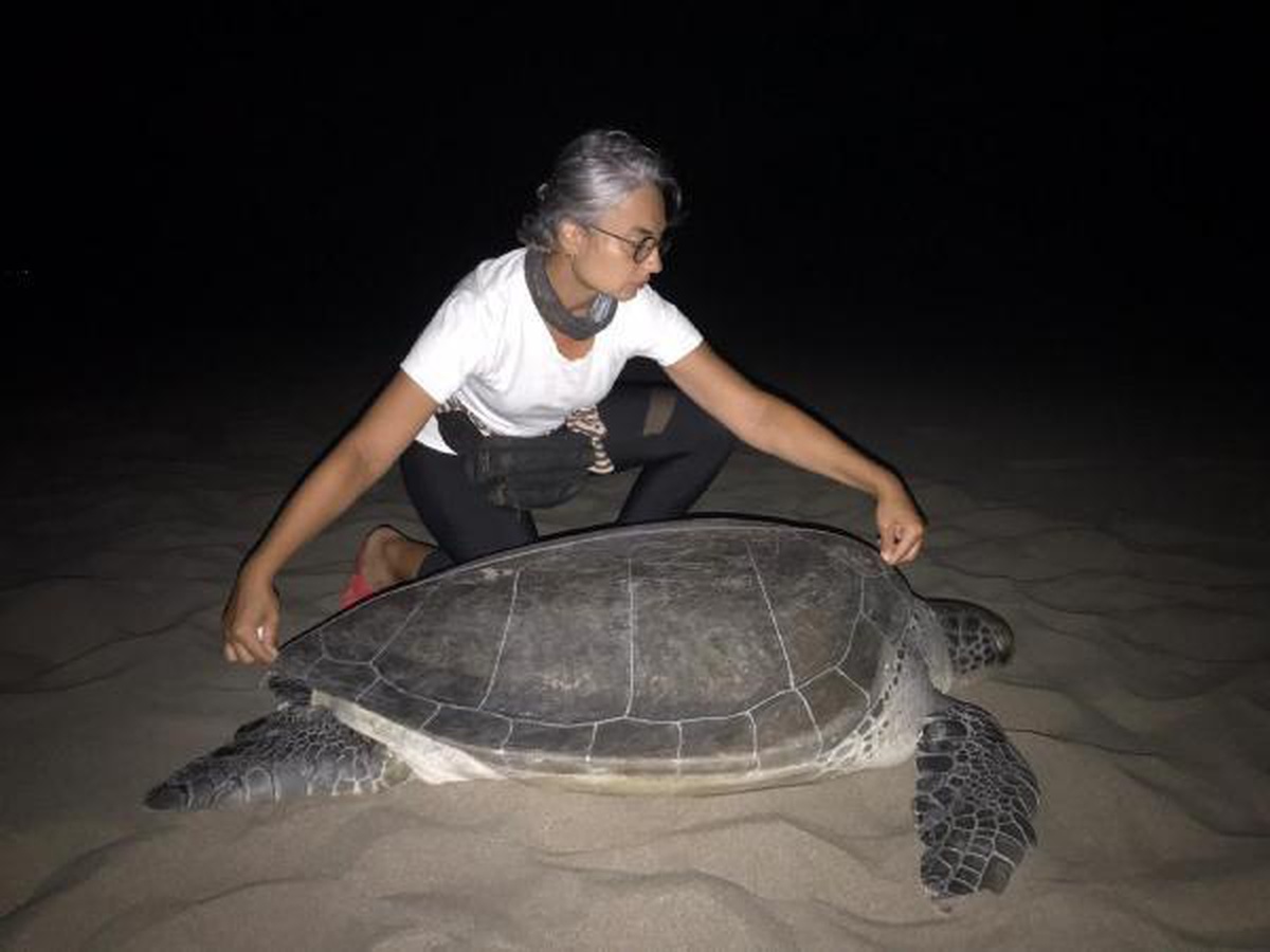 Yeşil deniz kaplumbağası, 9 yıl sonra Patara\'da