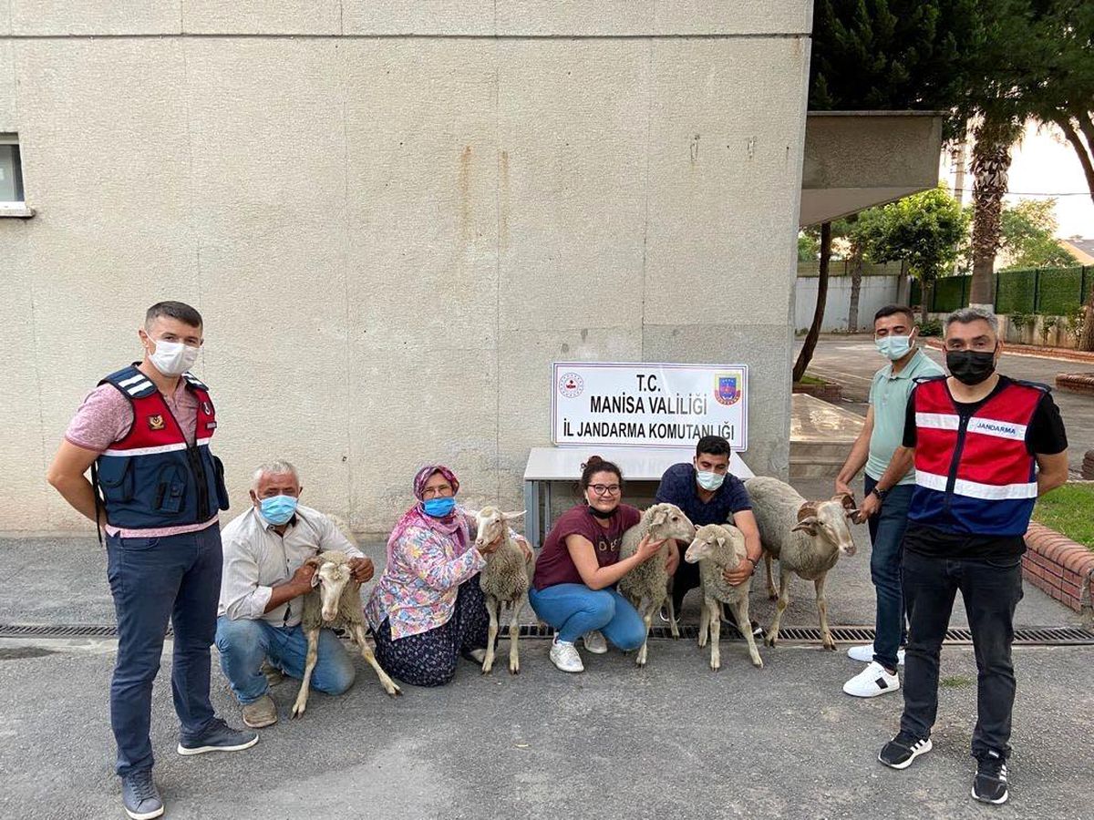 Akhisar\'da çalınan koyunlar bulunarak sahiplerine teslim edildi
