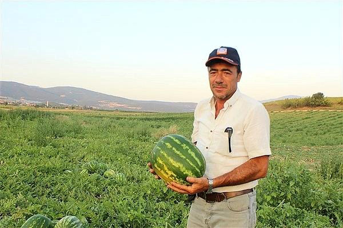 Bu yıl 32 bin 500 ton karpuz hasadı bekleniyor