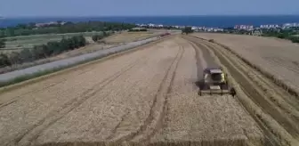 Buğdaydaki yüksek rekolte çiftçinin yüzünü güldürüyor