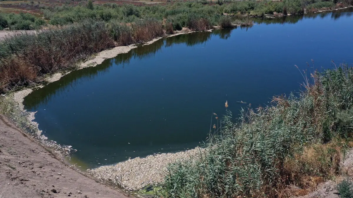 Son dakika haber | Büyük Menderes Nehri\'ndeki toplu balık ölümleri balıkçıları endişelendiriyor