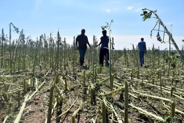 Edirne'de dolu, yüzlerce dekar tarım arazisine zarar verdi