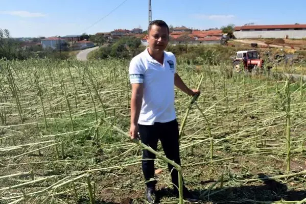 Edirne'de dolu, yüzlerce dekar tarım arazisine zarar verdi