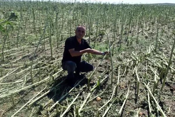 Edirne'de dolu, yüzlerce dekar tarım arazisine zarar verdi