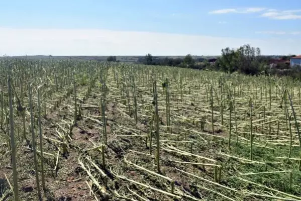 Edirne'de dolu, yüzlerce dekar tarım arazisine zarar verdi