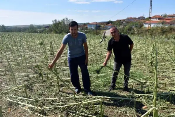 Edirne'de dolu, yüzlerce dekar tarım arazisine zarar verdi