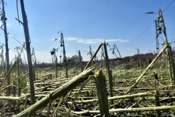 Edirne'de dolu, yüzlerce dekar tarım arazisine zarar verdi