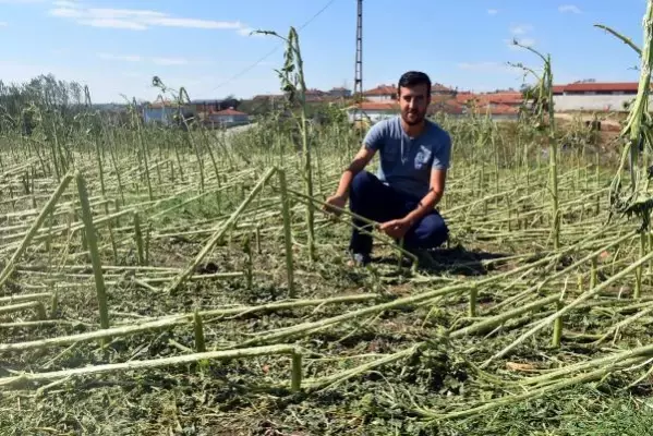 Edirne'de dolu, yüzlerce dekar tarım arazisine zarar verdi