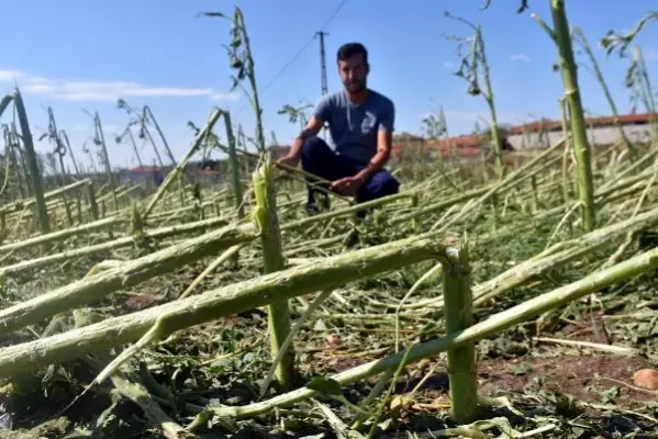 Edirne'de dolu, yüzlerce dekar tarım arazisine zarar verdi