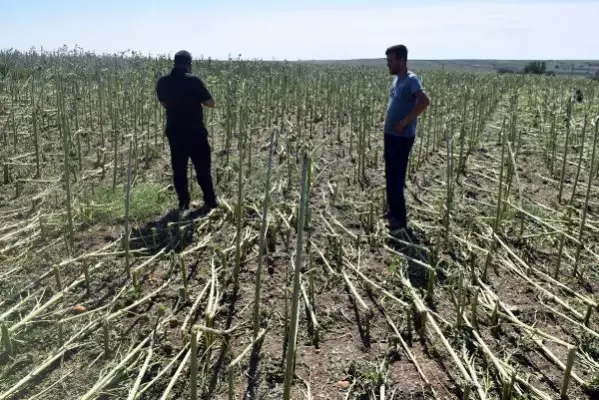 Edirne'de dolu, yüzlerce dekar tarım arazisine zarar verdi