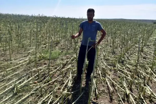 Edirne'de dolu, yüzlerce dekar tarım arazisine zarar verdi